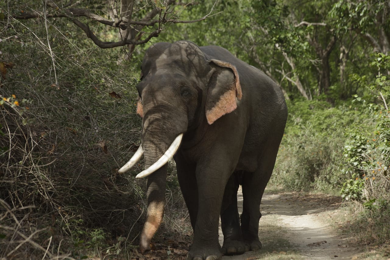 Departure from Corbett